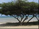 ARUBA WITHDRAWALS 